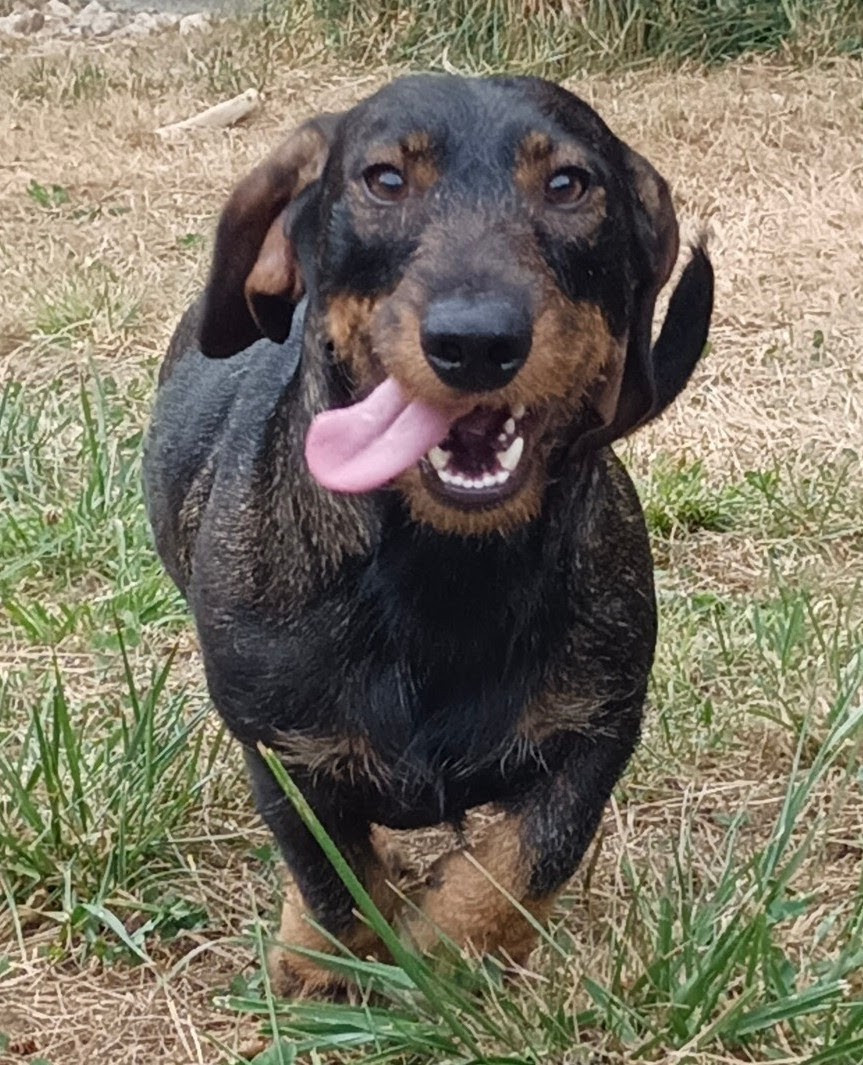 UHLAN De L'Echo De La Braconne