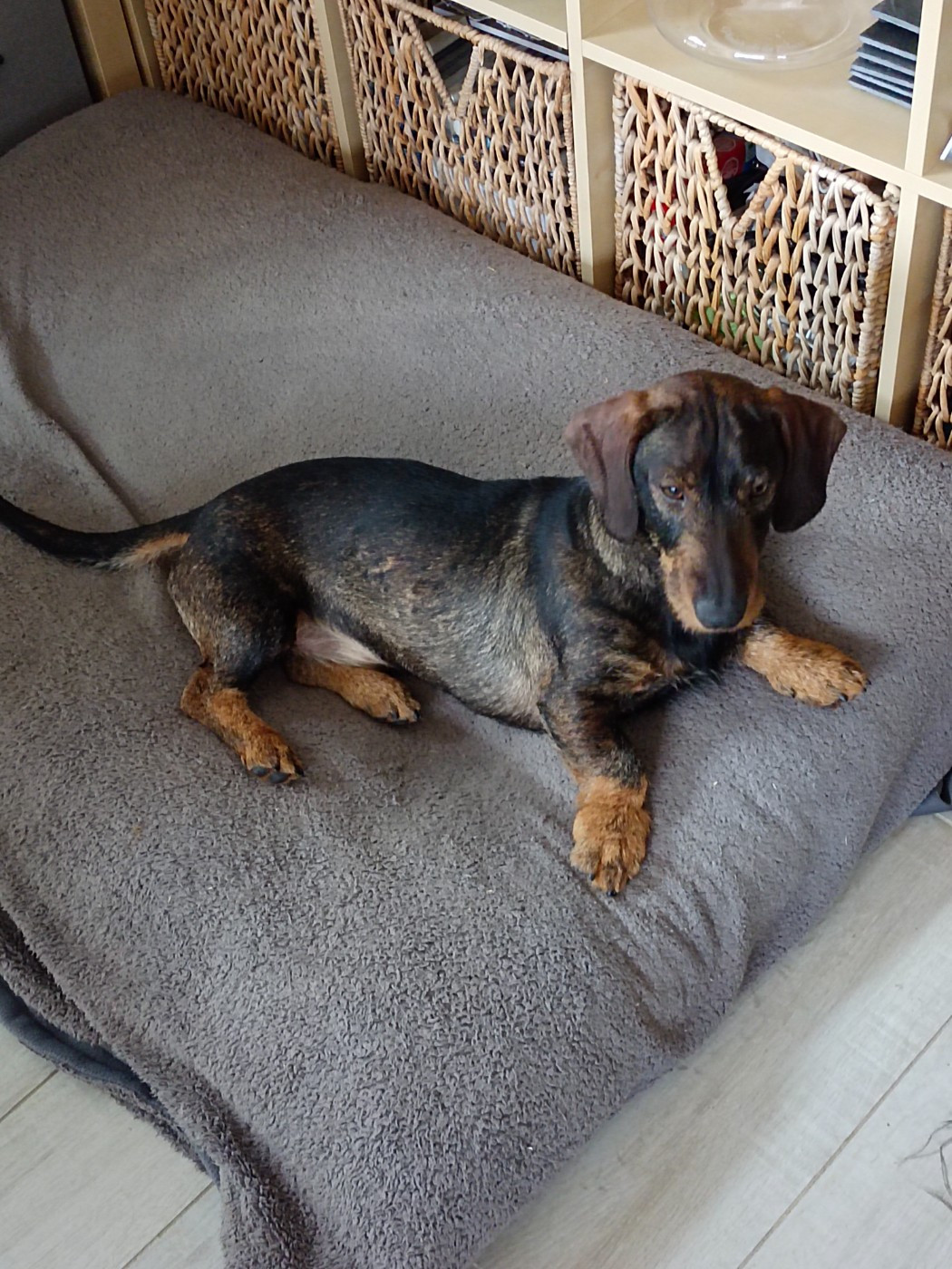 UHLAN DE L'ECHO DE LA BRACONNE