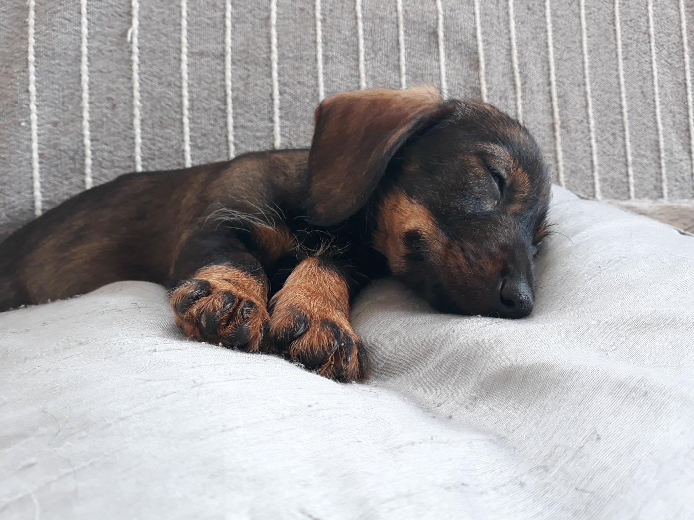 TYSKA DES PETTES PATTES DU CAUSSE