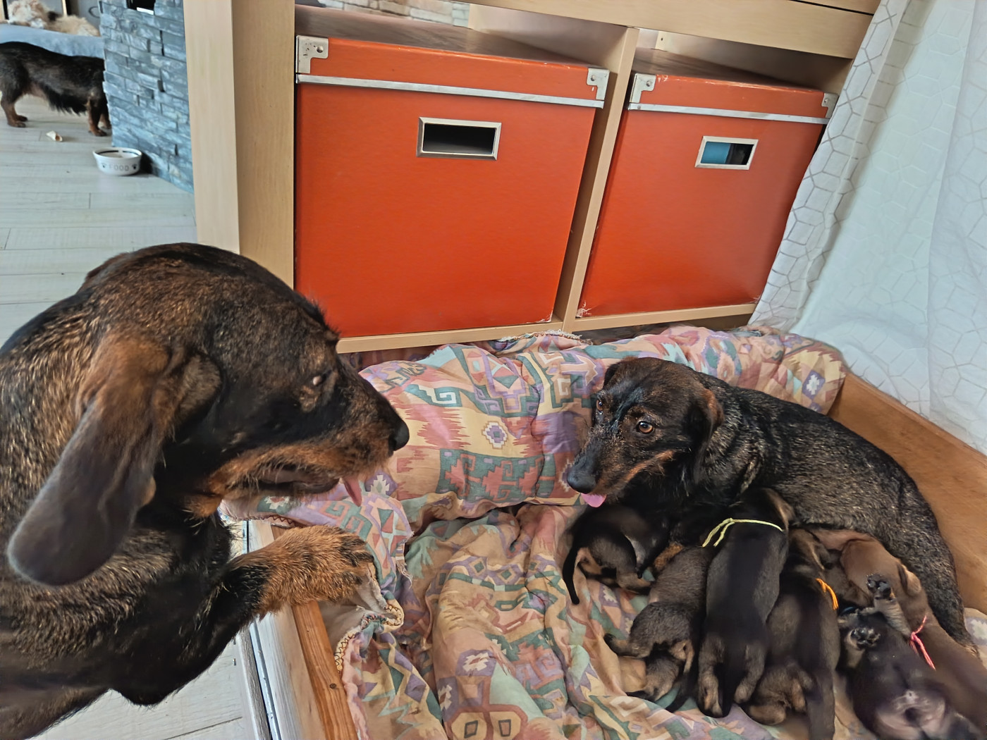 Chiot Teckel poil dur Des Hauts De La Noue