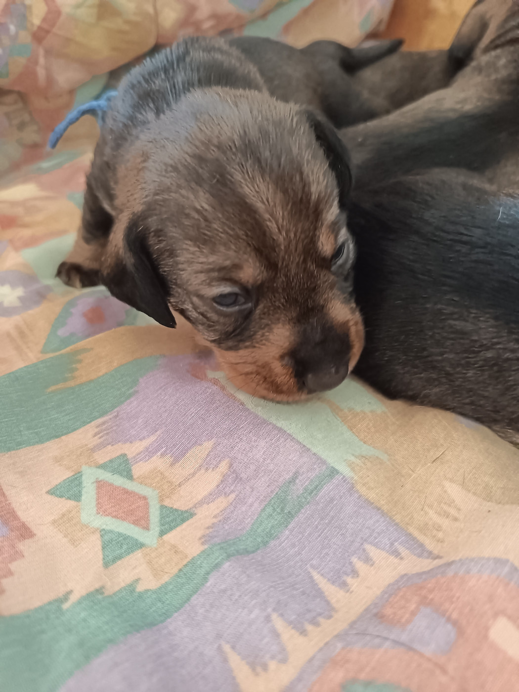 Des Hauts De La Noue - Chiots disponibles - Teckel poil dur