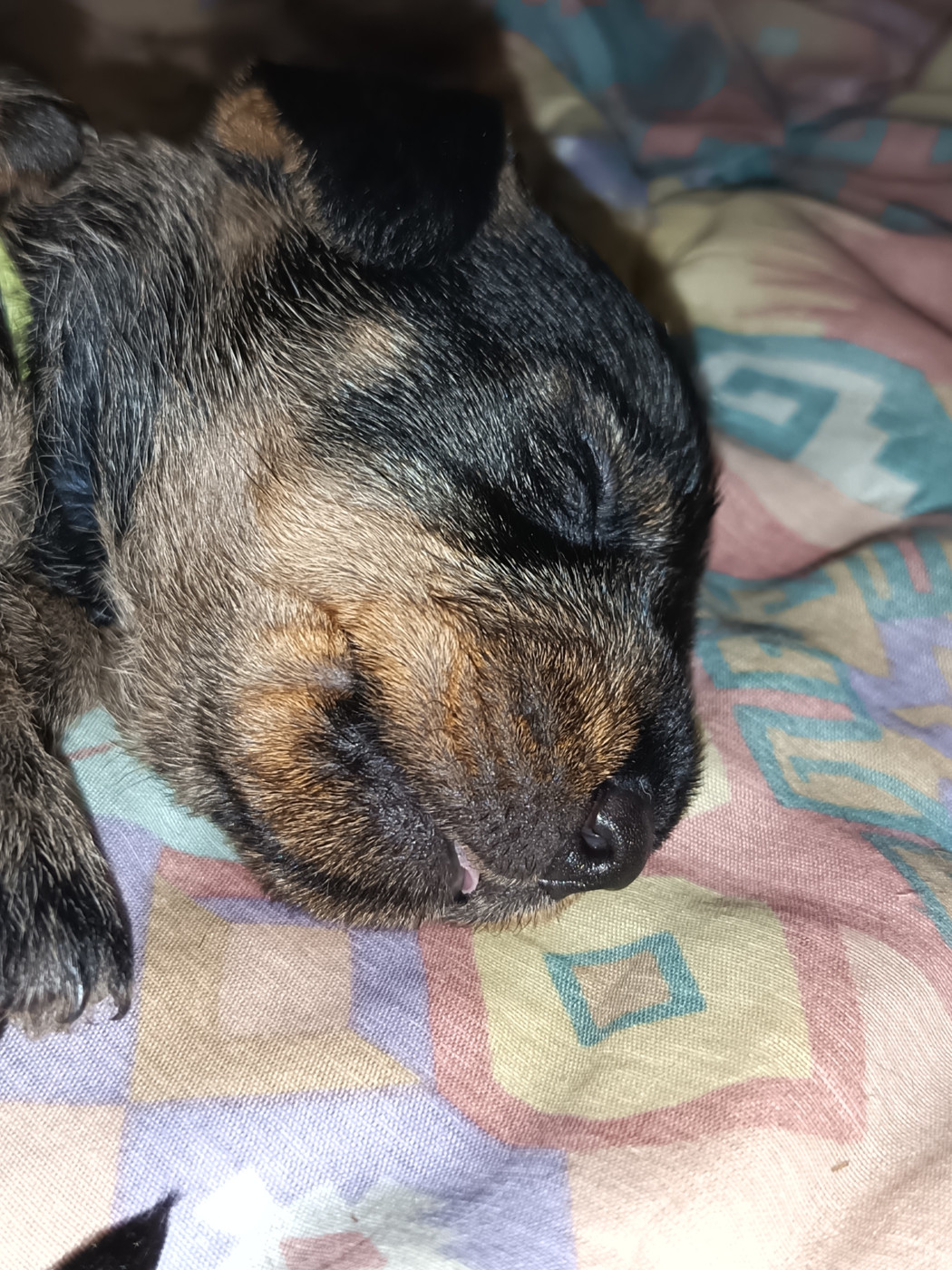Des Hauts De La Noue - Chiots disponibles - Teckel poil dur