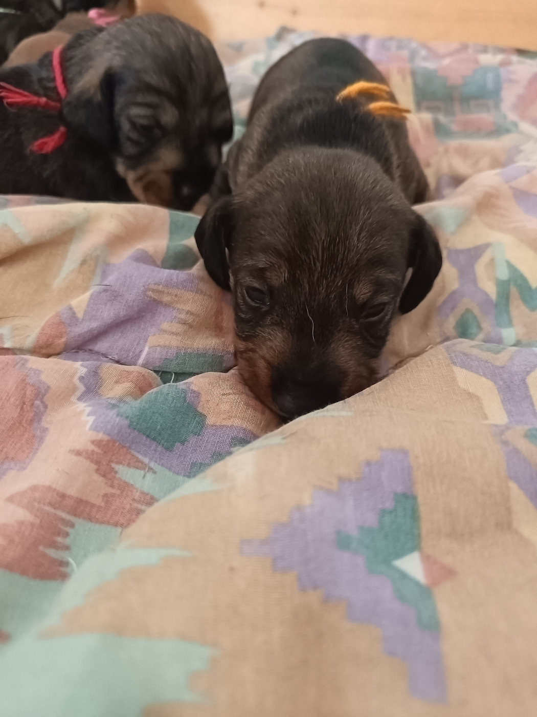 Des Hauts De La Noue - Chiots disponibles - Teckel poil dur