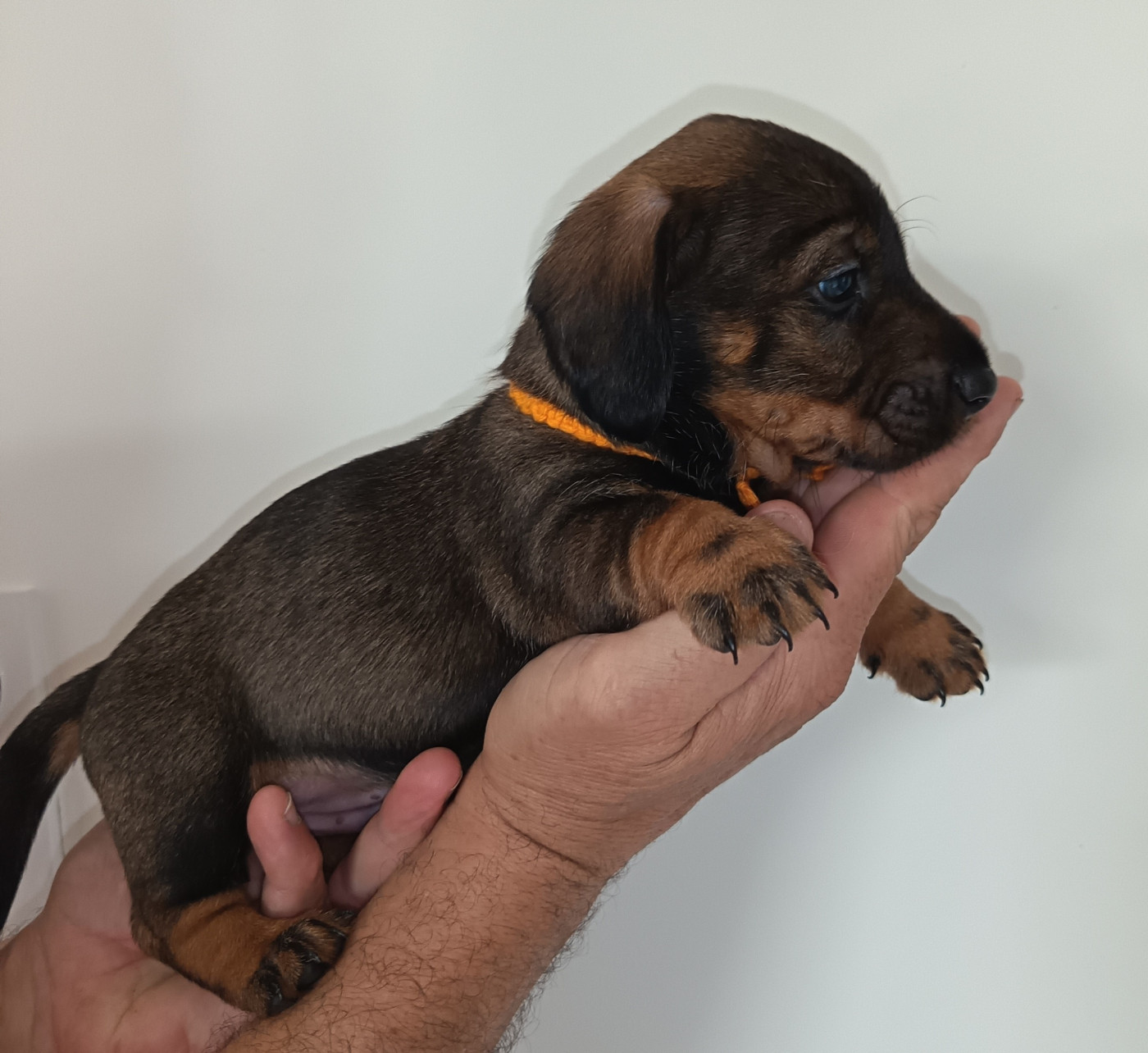Des Hauts De La Noue - Chiots disponibles - Teckel poil dur