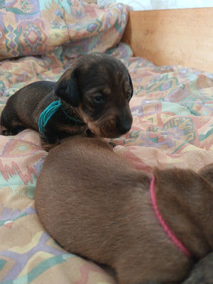 Chiot N°1