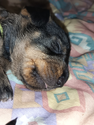 Chiot N°3
